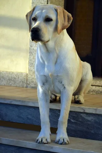 Faísca