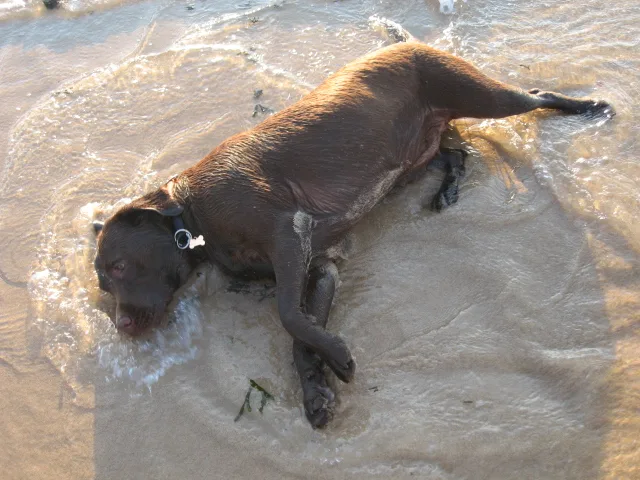 Kakao