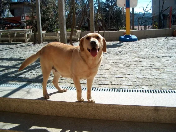 Big