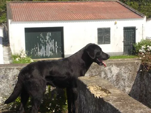 Blacky