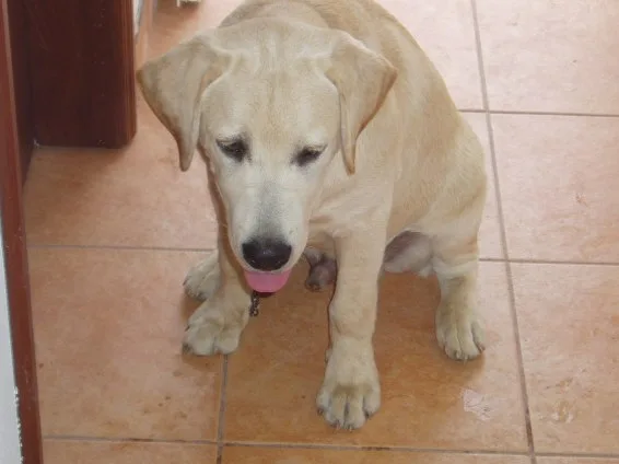 Boris