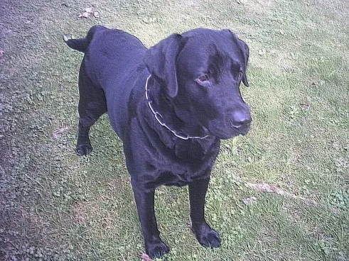 Brutus