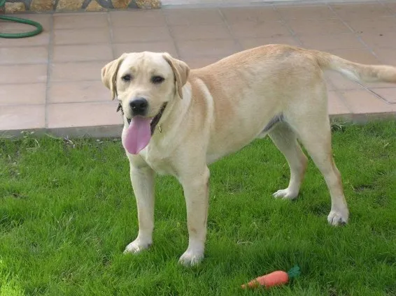 Ferrão