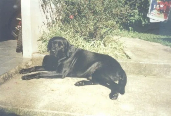 Inca