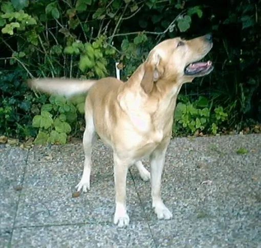 Kaiser
