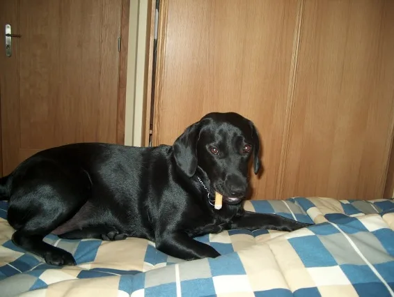 Kika