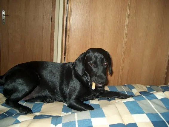 Kika