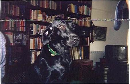Lira