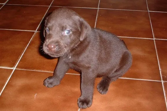 Nala