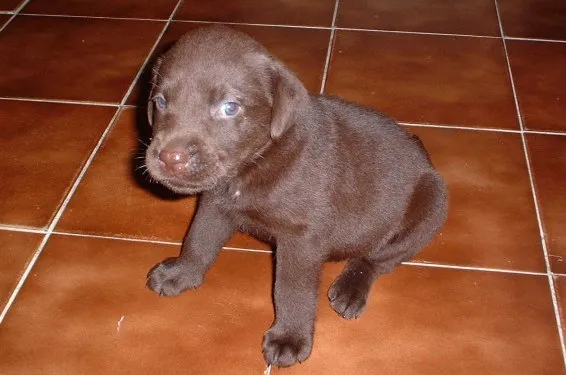 Nala