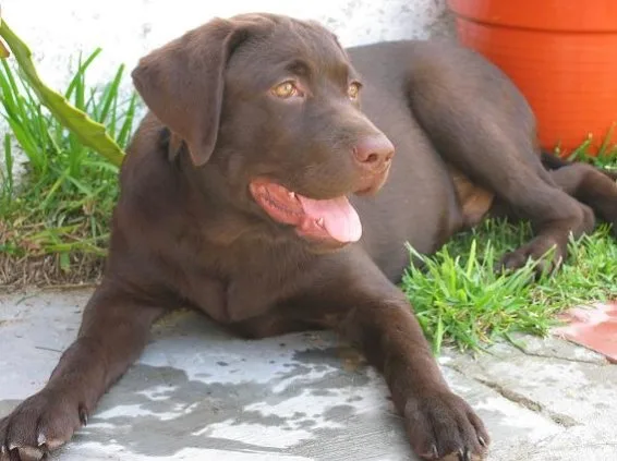 Nilo
