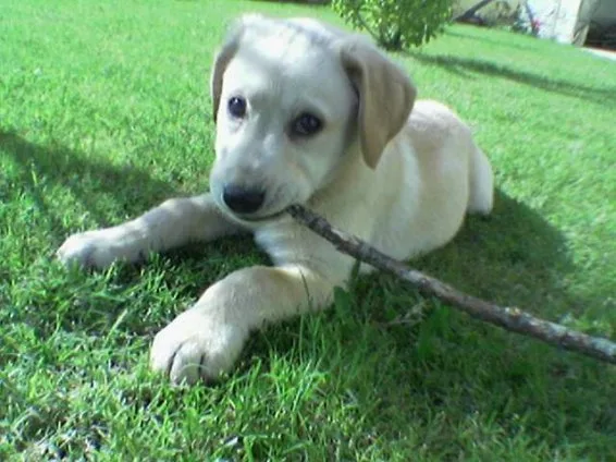 Pimenta