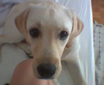 Pipa