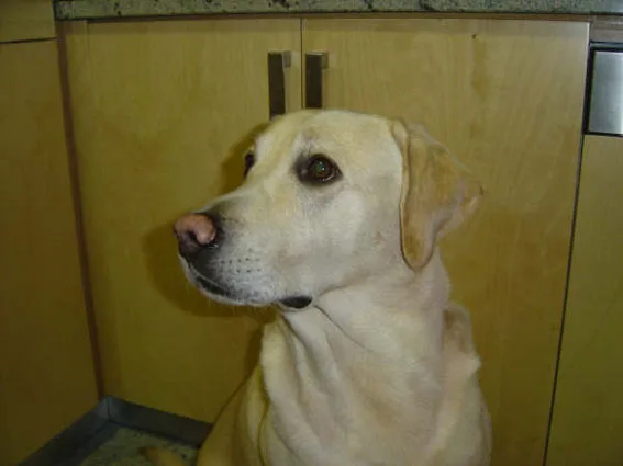 Pipoca