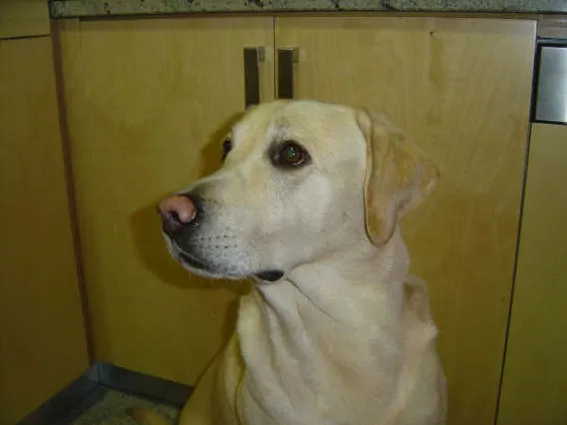 Pipoca