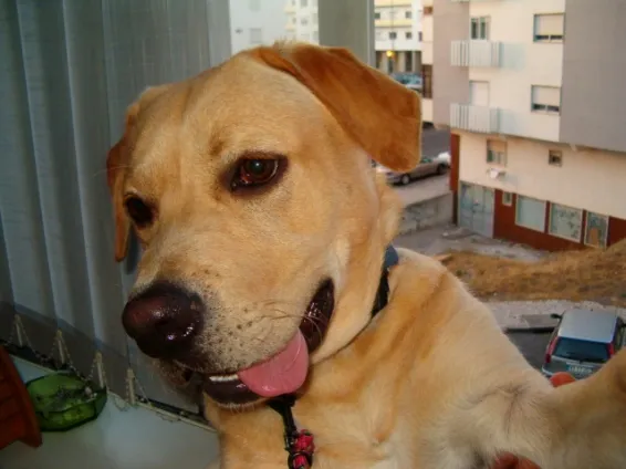 Porthos