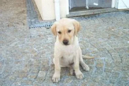 Simão