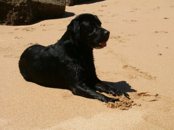 Simão