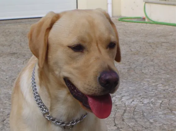 Simão