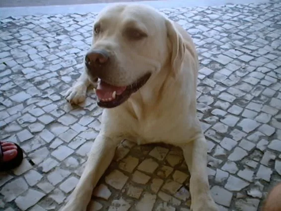 Tuga