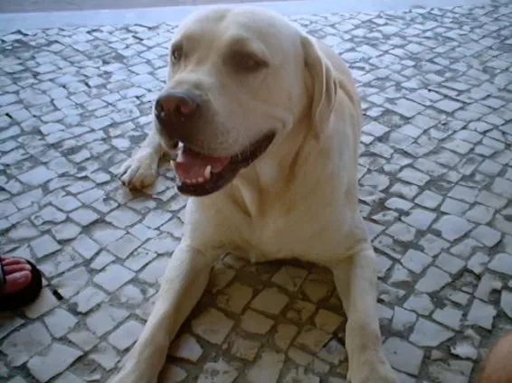 Tuga