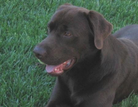 Adoro bolas de ténis!