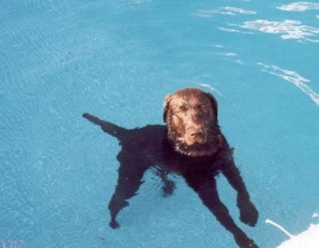 Ahh, nada melhor do que um banho na piscina!